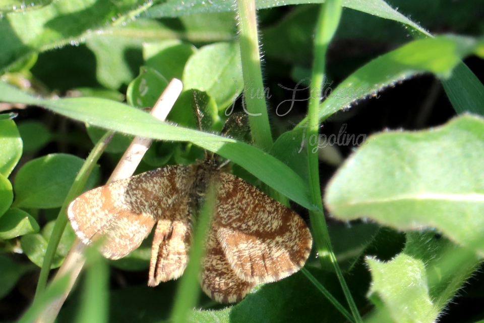 Ematurga atomaria - barna rétiaraszoló