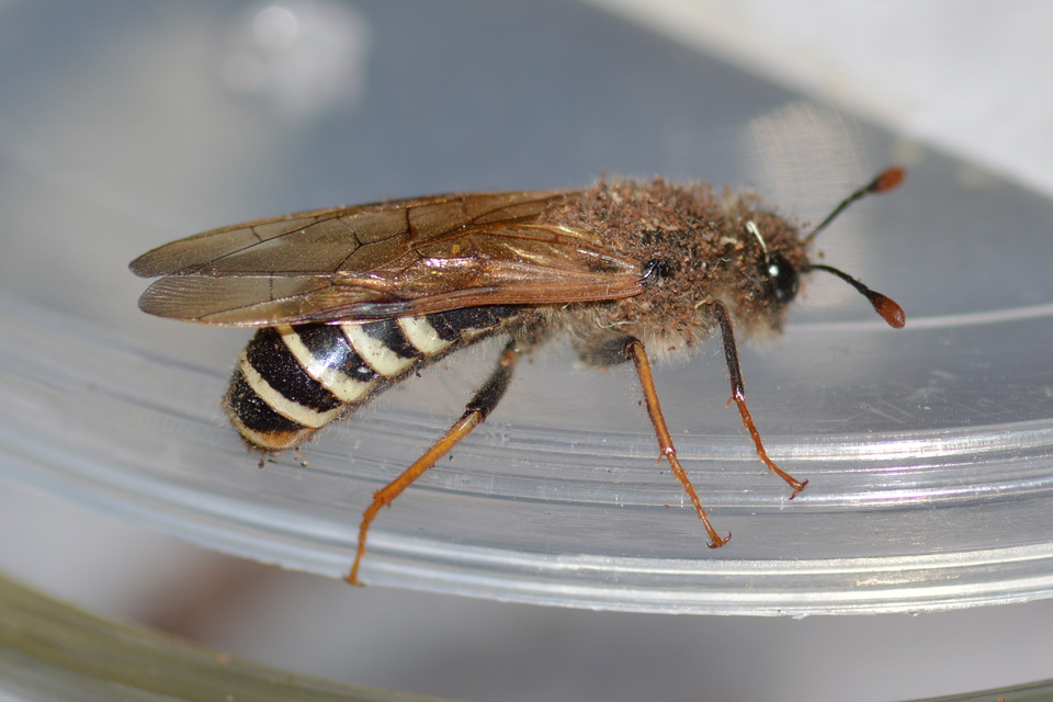 Pseudoclavellaria amerinae - óriás szőrösbuzogányos