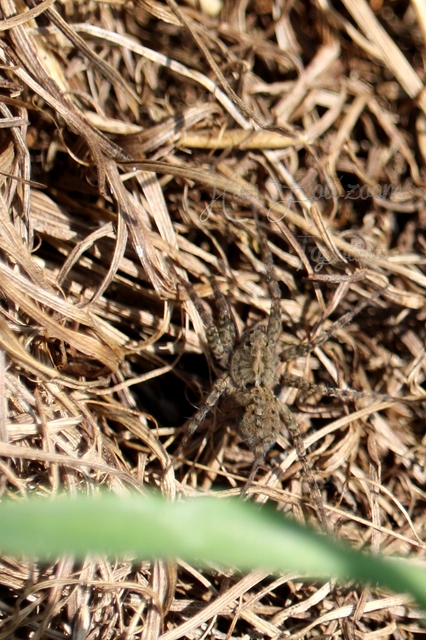 Pardosa hortensis