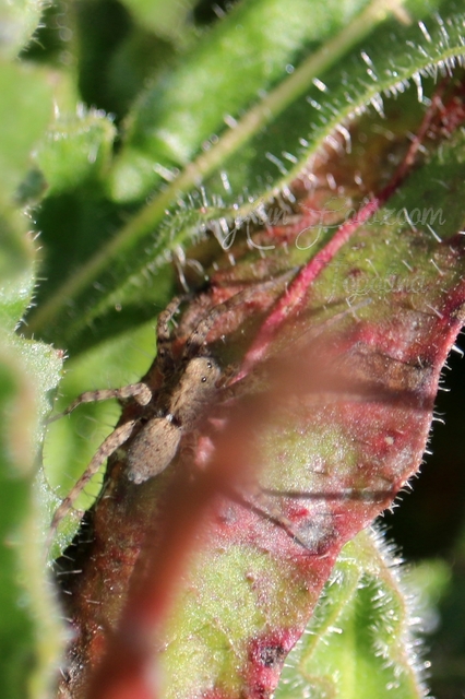 Pardosa