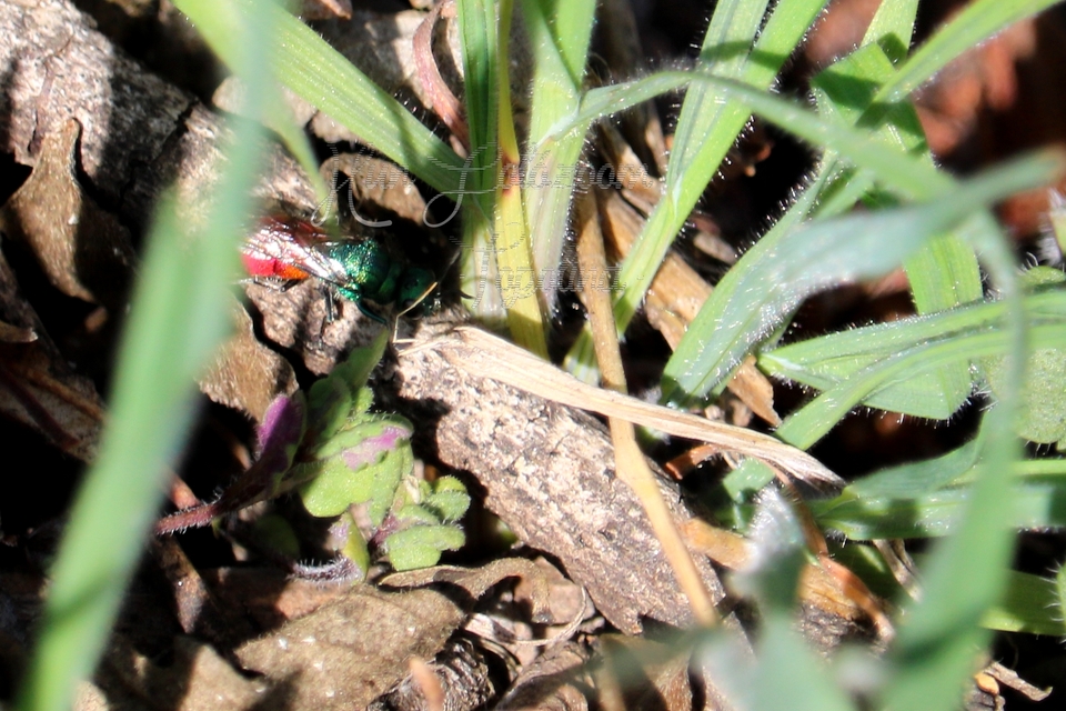 Chrysididae - fémdarazsak