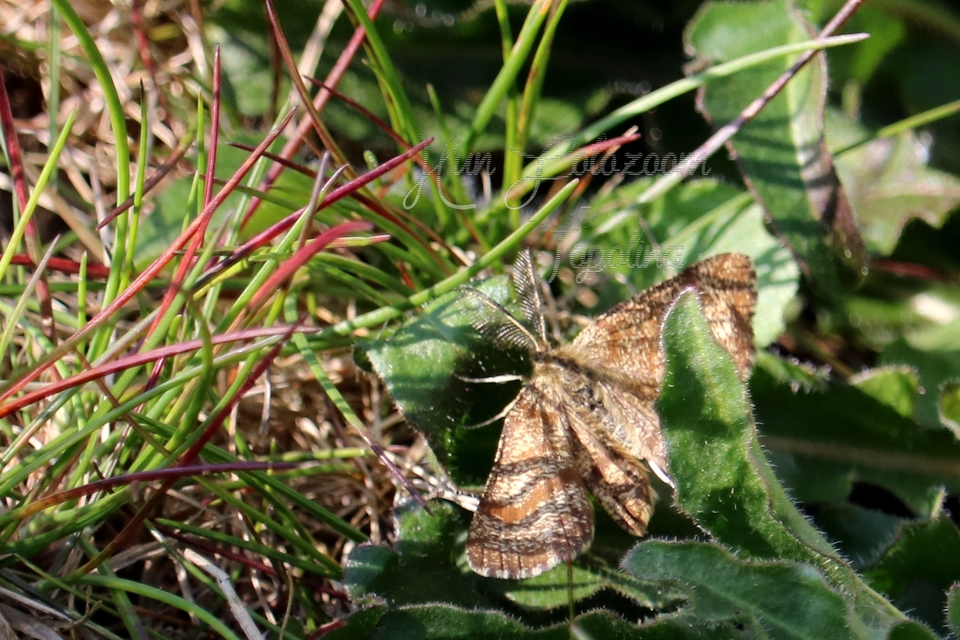 Ematurga atomaria - barna rétiaraszoló