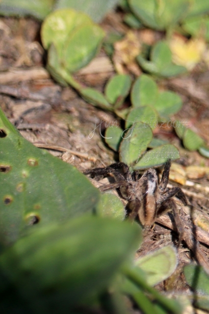 Alopecosa