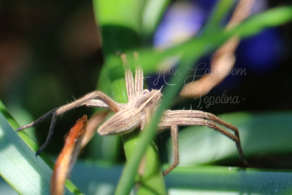 Pisaura mirabilis - csodáspók