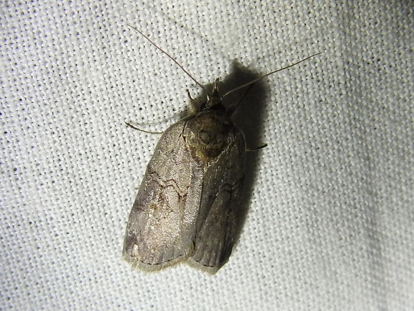 Nycteola asiatica - nyárfa-trapézbagoly