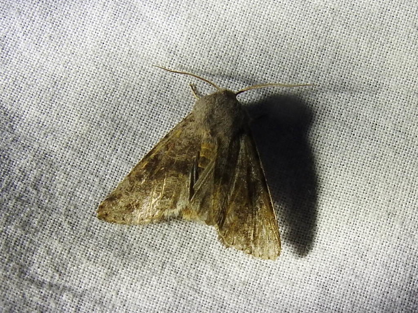 Orthosia incerta - változékony barkabagoly