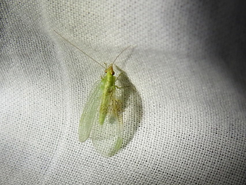 Chrysopidae - zöldfátyolkák