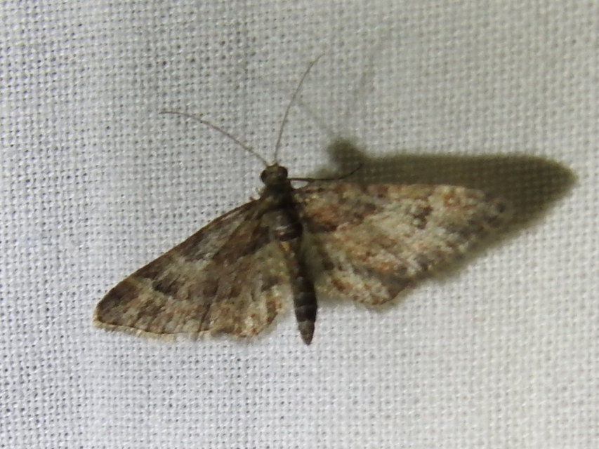 Gymnoscelis rufifasciata - vöröscsíkos törpearaszoló
