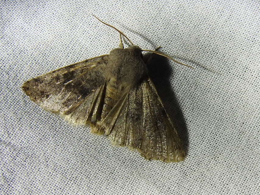 Orthosia incerta - változékony barkabagoly