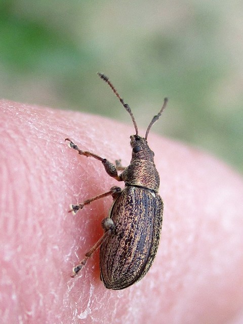 Phyllobius pyri - gyümölcsfa-levélormányos