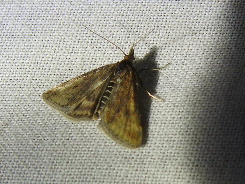 Pyrausta despicata - réti bíbormoly