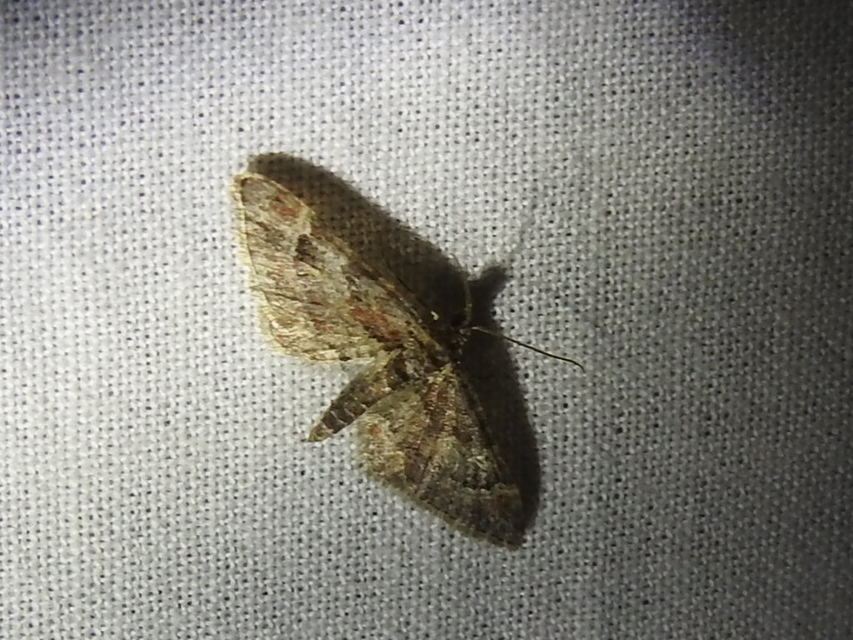 Gymnoscelis rufifasciata - vöröscsíkos törpearaszoló