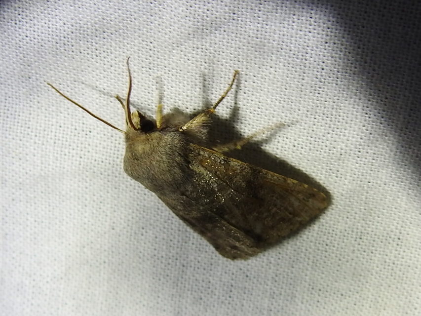 Orthosia incerta - változékony barkabagoly