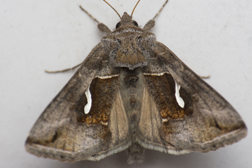 Macdunnoughia confusa - cseppfoltos ezüstbagoly