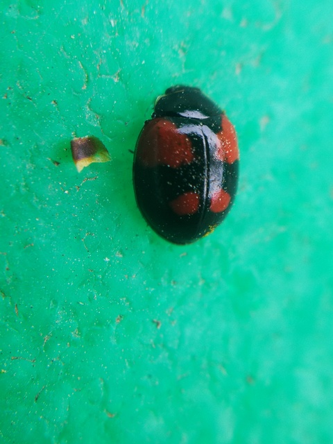 Adalia bipunctata - kétpettyes katica