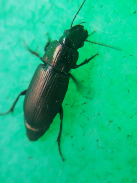 Harpalus distinguendus - mezei lomhafutó