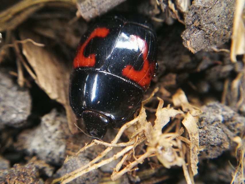 Hister quadrimaculatus - közönséges sutabogár