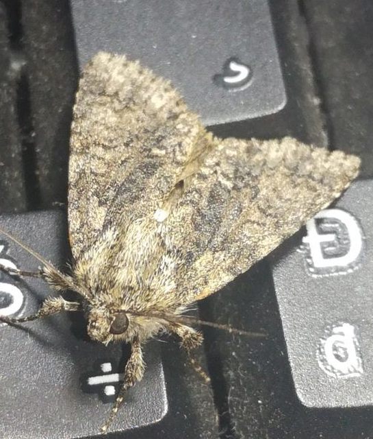Acronicta rumicis - sóska-szigonyosbagoly