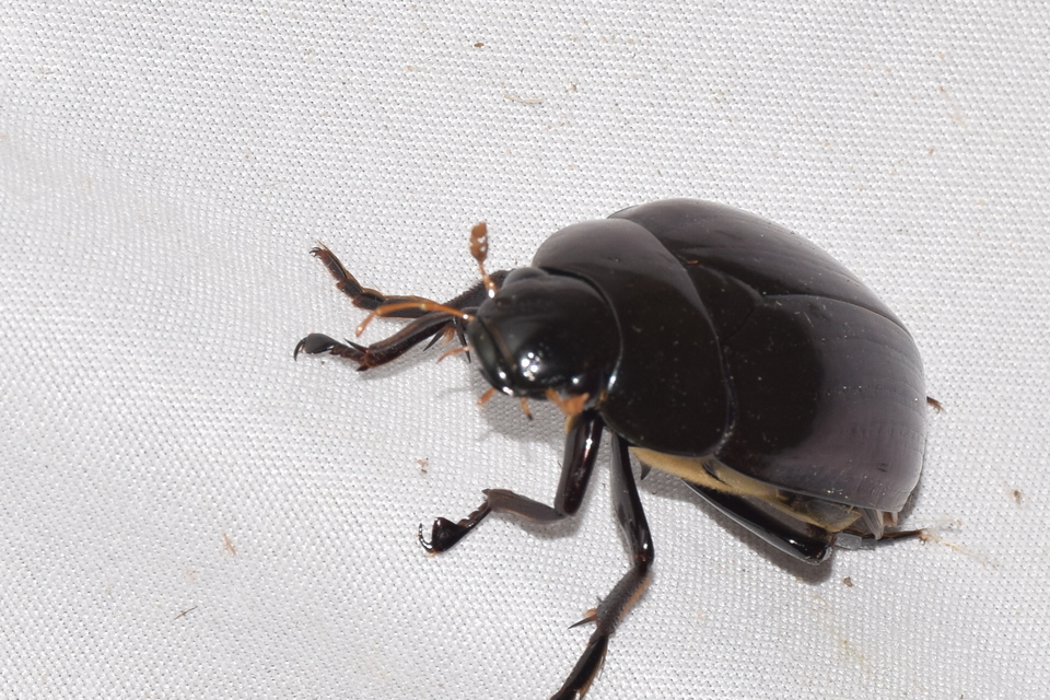 Hydrophilus aterrimus - fekete óriáscsibor