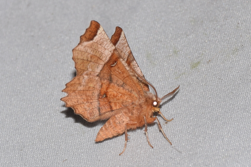 Selenia lunularia - egyfoltos holdasaraszoló