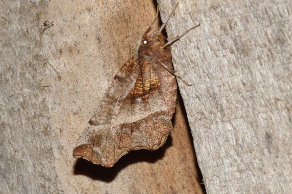 Selenia dentaria - kétfoltos holdasaraszoló