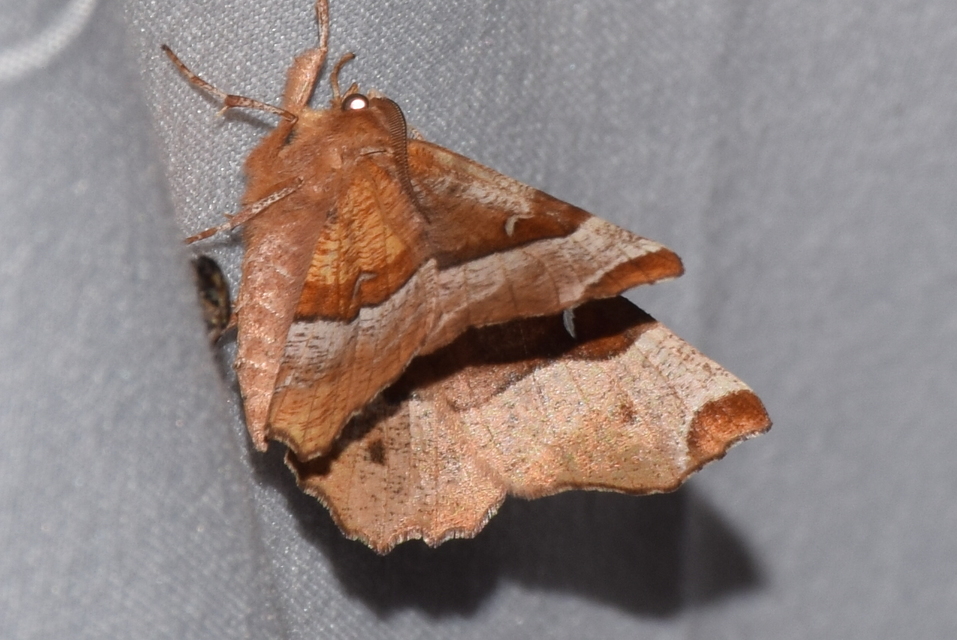 Selenia tetralunaria - négyfoltos holdasaraszoló