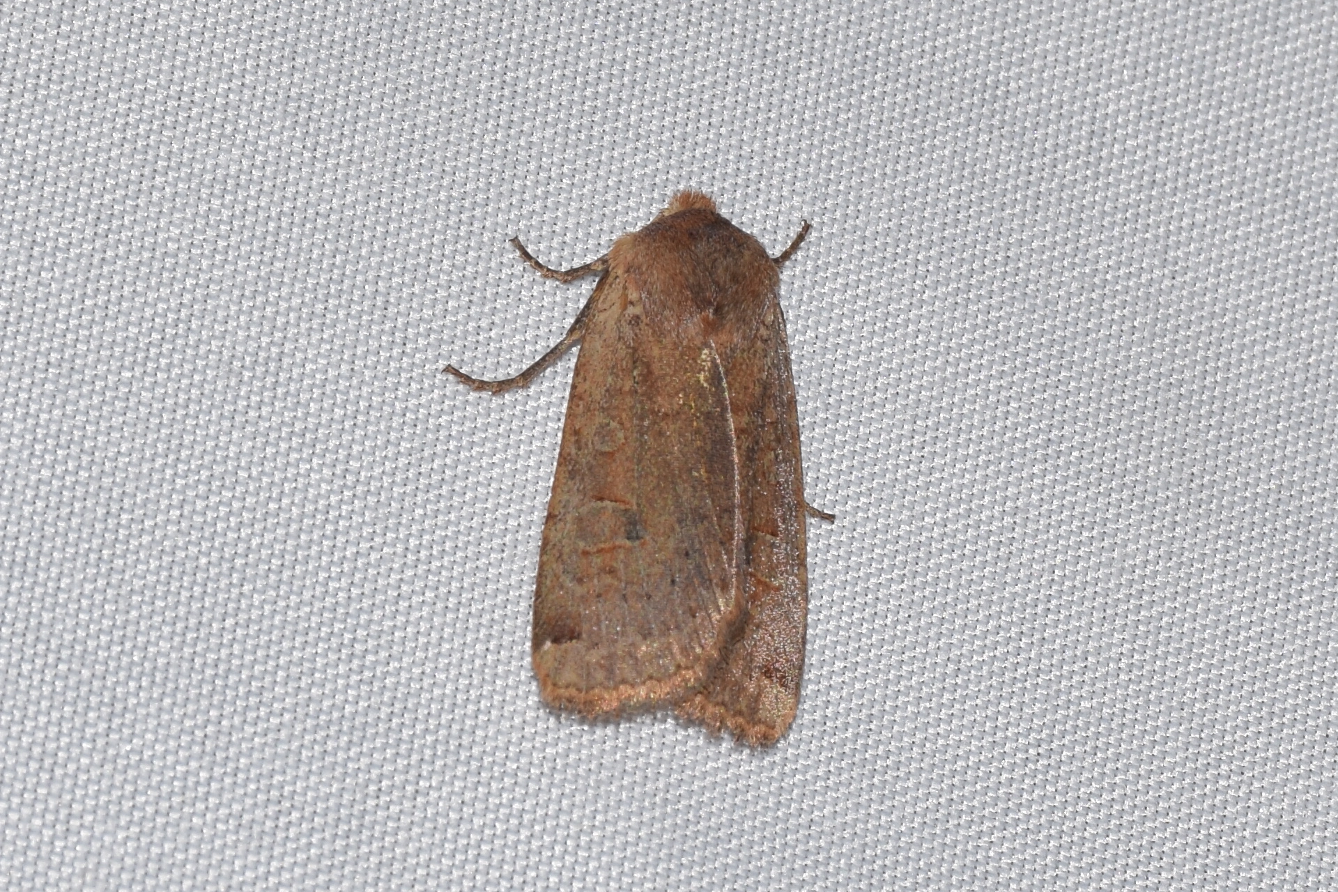 Conistra erythrocephala - vörösfejű őszibagoly