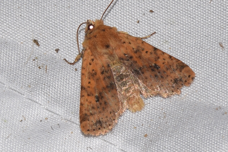 Conistra rubiginea - vörös őszibagoly