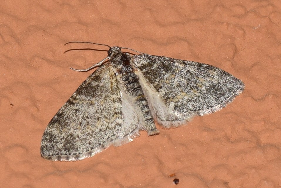 Lobophora halterata - szárnyfüggelékes araszoló