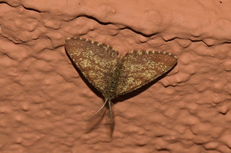 Ematurga atomaria - barna rétiaraszoló