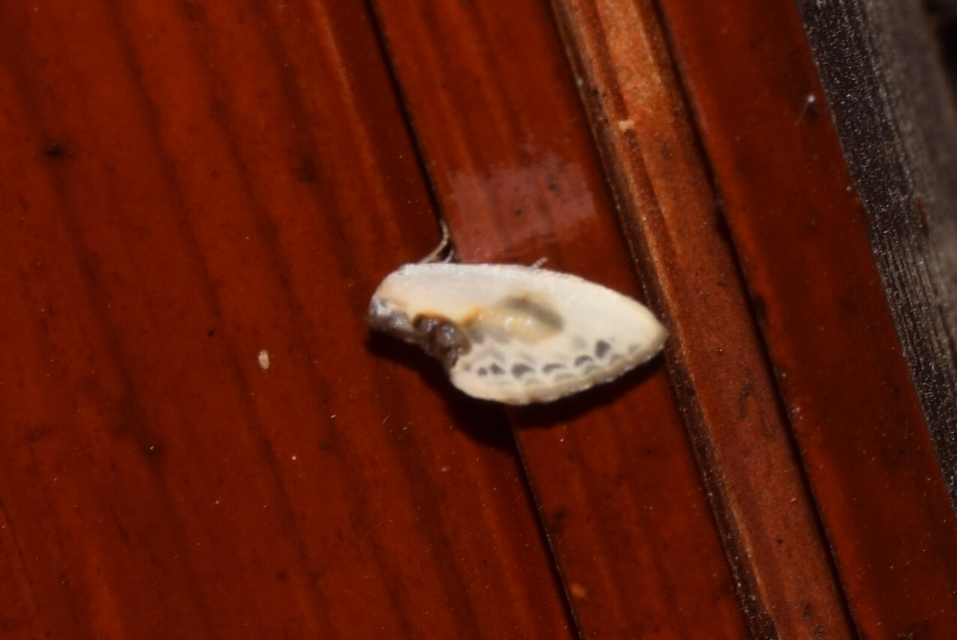 Cilix glaucata - törpe sarlósszövő