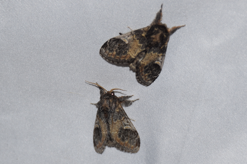 Notodonta tritophus - tarajos púposszövő