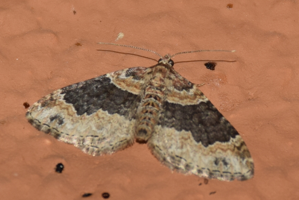 Xanthorhoe