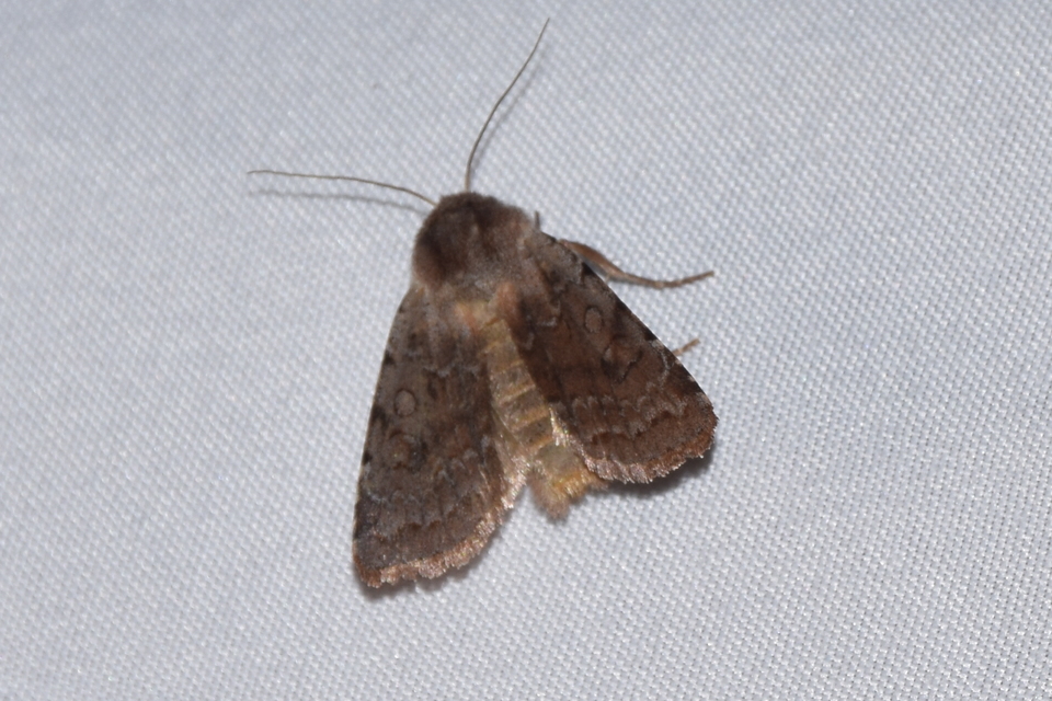 Cerastis rubricosa - vörhenyes tavaszibagoly