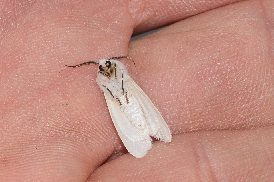 Hyphantria cunea - amerikai fehér medvelepke