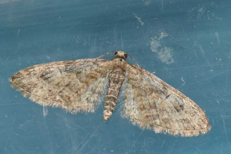 Eupithecia abbreviata - korai törpearaszoló