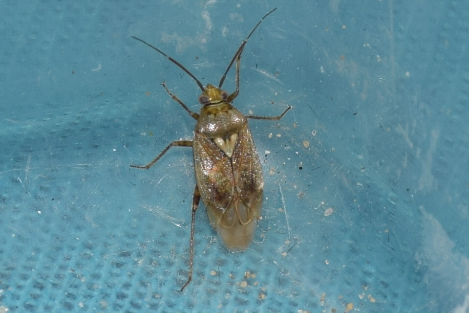 Lygus rugulipennis - molyhos mezeipoloska
