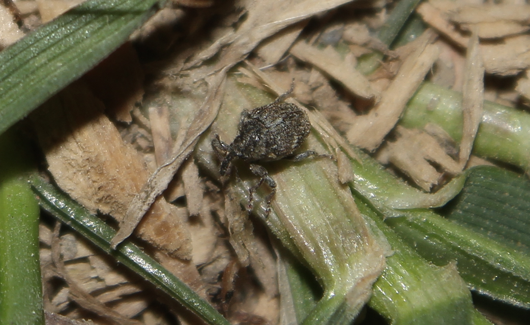 Thamiocolus viduatus - barnás fésűsormányos
