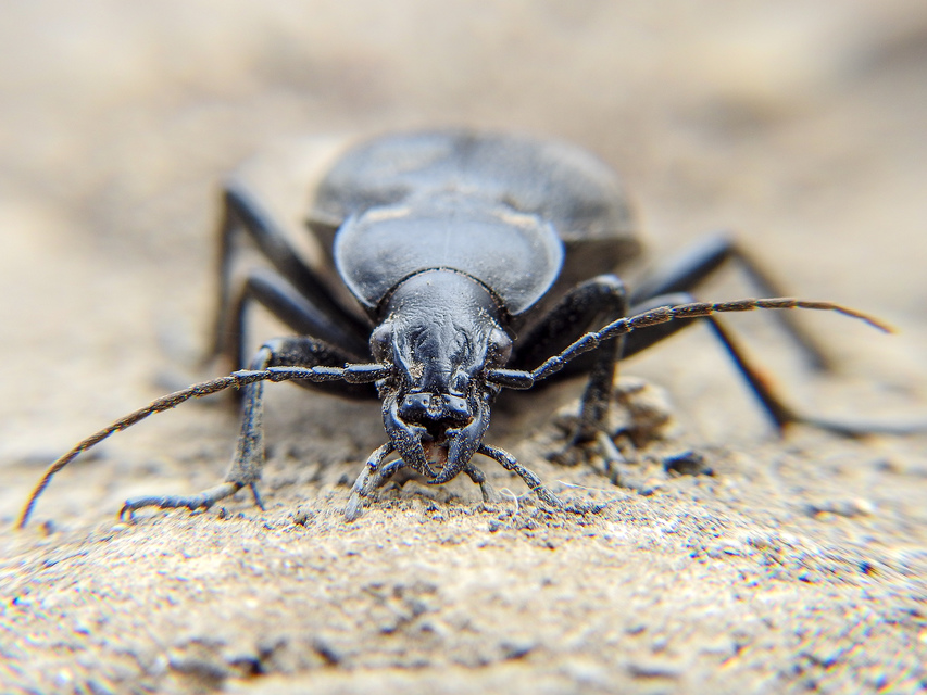 Carabus coriaceus - bőrfutrinka