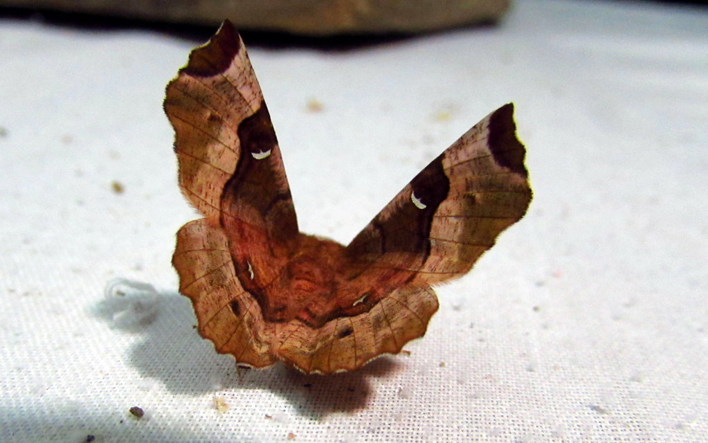 Selenia tetralunaria - négyfoltos holdasaraszoló