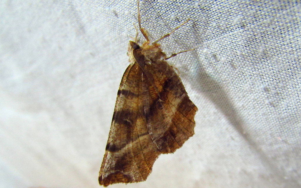 Selenia dentaria - kétfoltos holdasaraszoló