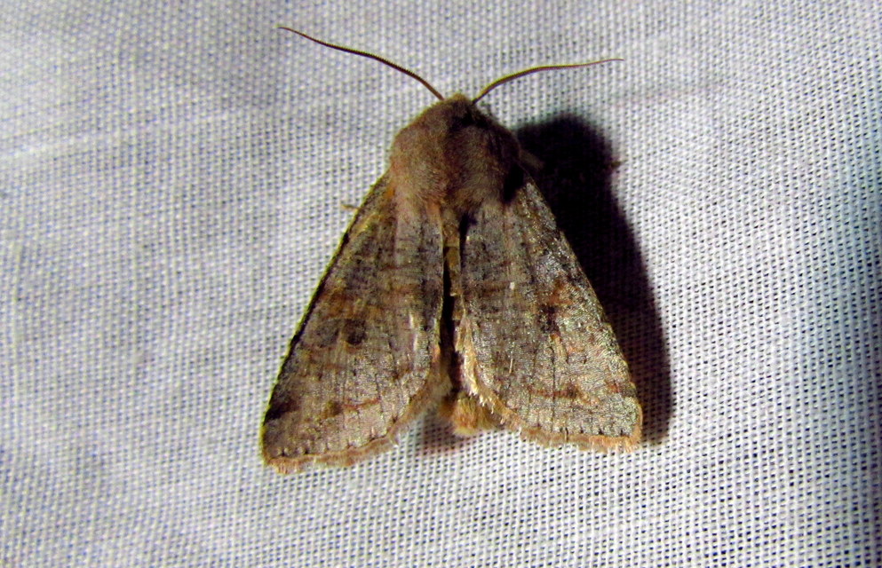 Orthosia incerta - változékony barkabagoly