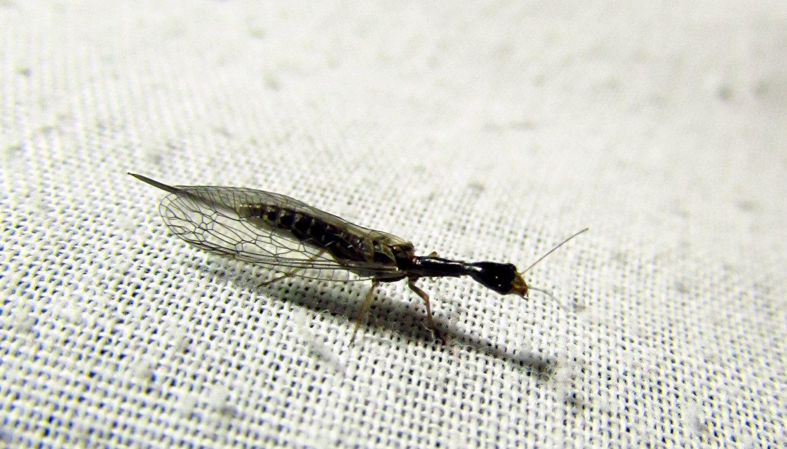 Raphidioptera - Tevenyakú-fátyolkák