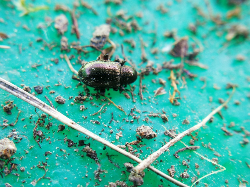 Pachnephorus villosus - közönséges fövenylevelész