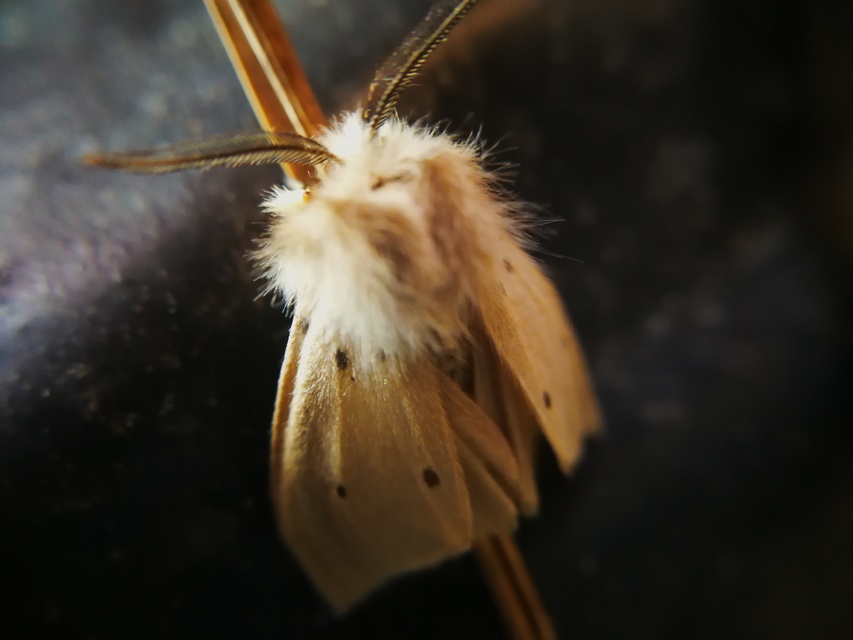Diaphora mendica - felemás medvelepke