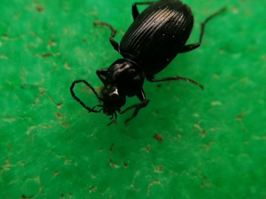 Agonum permoestum - nyurga kisfutó Agonum permoestum - nyurga kisfutó