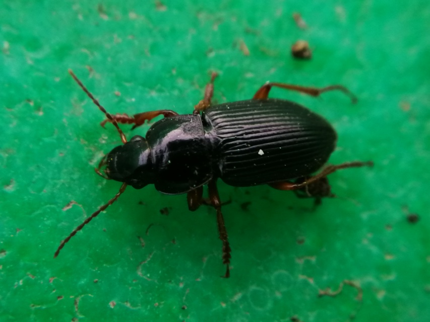 Anisodactylus binotatus - mocsári homlokjegyesfutó