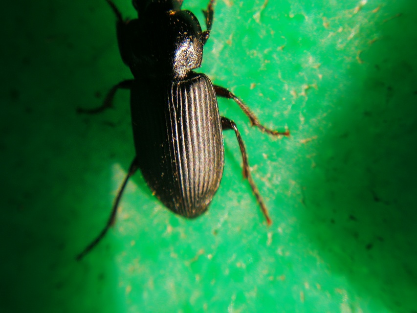 Anisodactylus binotatus - mocsári homlokjegyesfutó