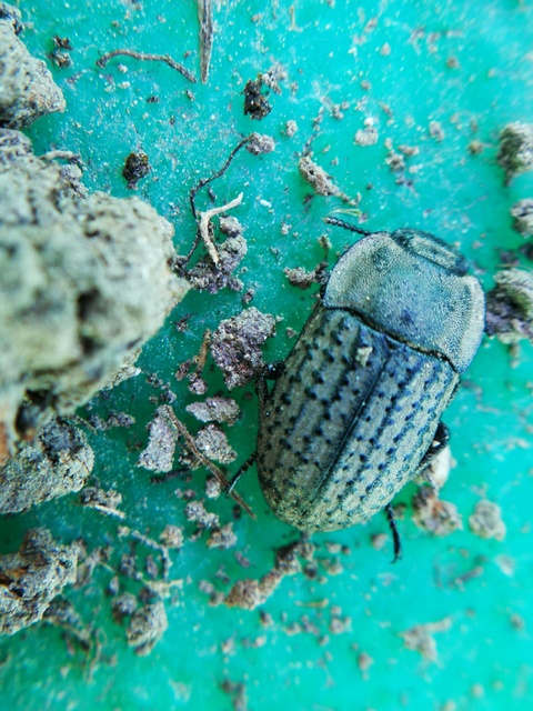 Opatrum sabulosum - sároshátú gyászbogár