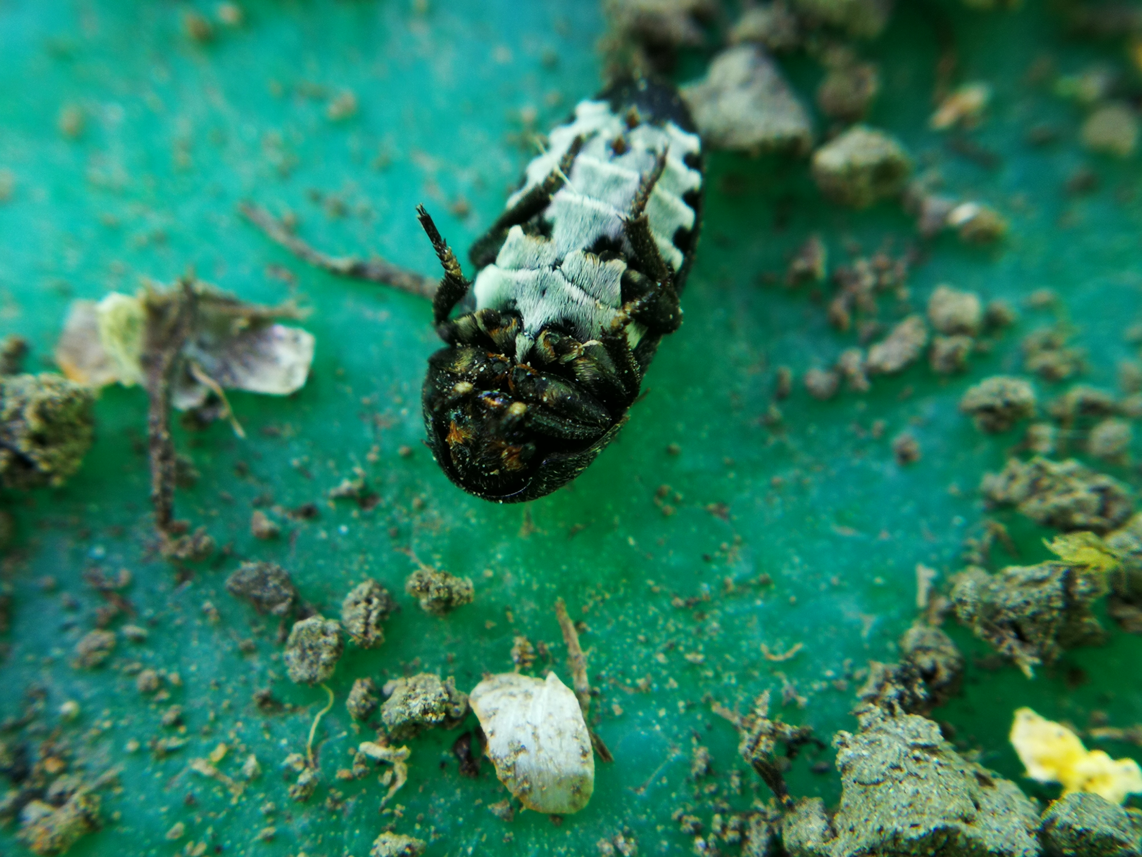 Dermestes laniarius - gyászos porva Dermestes laniarius - gyászos porva
